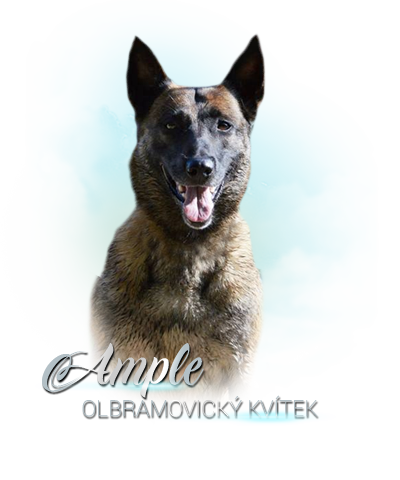 iko ample