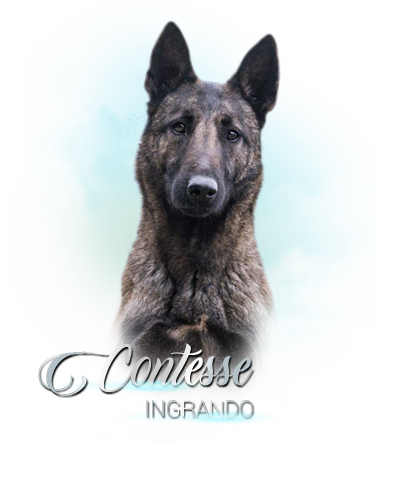 iko contesse